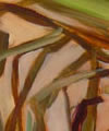 Plants: image 1 0f 4 thumb